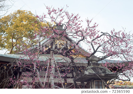 北野天滿宮,Doshin的豪宅“ Koumeiden”盛開 北野天滿宮,Doshin的豪宅“ Koumeiden”盛開 72365590