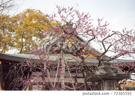 北野天滿宮，Doshin的豪宅“ Koumeiden”盛開 72365591