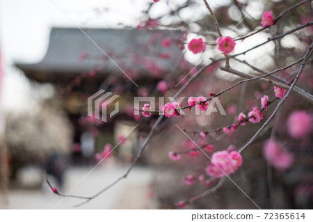 北野天滿宮神社，紅梅的一個分支，在通往塔門的路上盛開 72365614