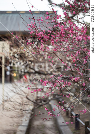 北野天滿宮神社，紅色和白色李子的樹枝盛開在通向塔門的方法上 72365615