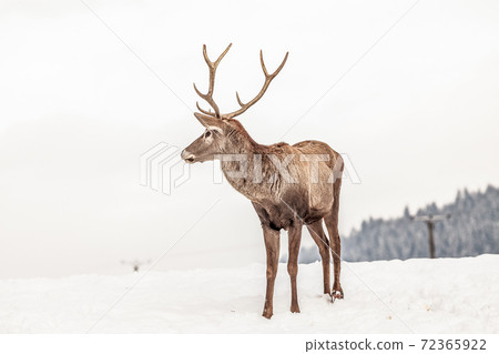 noble deer male in winter snow noble deer male in winter snow 72365922