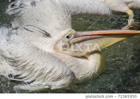 Pelican Great White Pelican Bathing Up 72365950