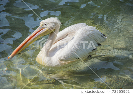 Pelican Great White Pelican Bathing Up 72365961