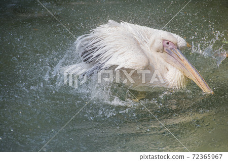 Pelican Great White Pelican Bathing Up 72365967