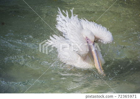 Pelican Great White Pelican Bathing Up 72365971