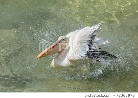 Pelican Great White Pelican Bathing Up 72365978