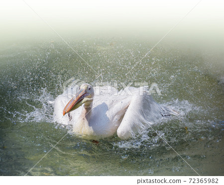 Pelican Great White Pelican Bathing Up 72365982