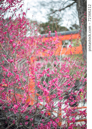 下鴨神社 御手洗河上的 Korin No Ume 和 Rinbashi 硃砂鳥居為背景 照片素材 圖片 圖庫