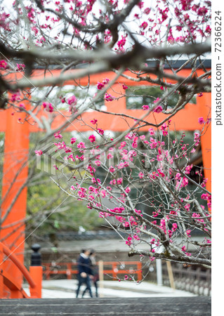 在下鴨神社,朱鳥居和和橋的背景下盛開的“小林” 在下鴨神社,朱鳥居和和橋的背景下盛開的“小林” 72366224
