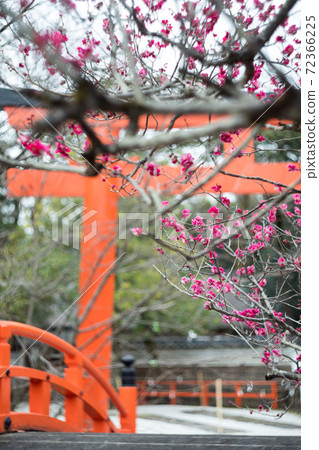 在下鴨神社,朱鳥居和和橋的背景下盛開的“小林” 在下鴨神社,朱鳥居和和橋的背景下盛開的“小林” 72366225