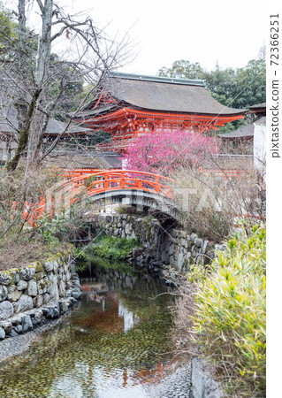 下鴨神社,紅岩塔門和御林之梅盛放的御手洗河上的環橋 下鴨神社,紅岩塔門和御林之梅盛放的御手洗河上的環橋 72366251