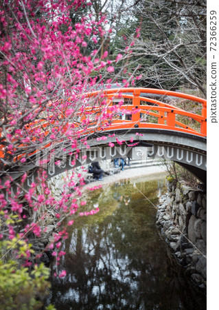 下鴨神社,盛開著“ Korin no Ume”盛開的御手洗河上的紅色環形橋 下鴨神社,盛開著“ Korin no Ume”盛開的御手洗河上的紅色環形橋 72366259