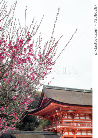 下鴨神社,盛開的“ Korin no Ume”和紅色的塔門 下鴨神社,盛開的“ Korin no Ume”和紅色的塔門 72366267
