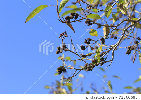 Alder fruit and inflorescence Alder fruit and inflorescence 72366683