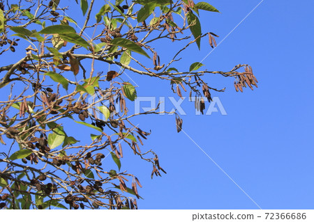 Alder fruit and inflorescence 72366686