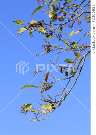 Alder fruit and inflorescence Alder fruit and inflorescence 72366688