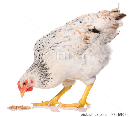 one white chicken pecking grains, isolated on white background, studio shoot 72369084