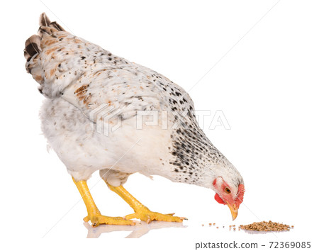 one white chicken pecking grains, isolated on white background, studio shoot 72369085