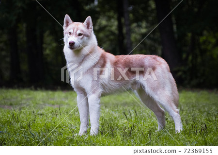 Beautiful red-haired husky dog in the park Beautiful red-haired husky dog in the park 72369155