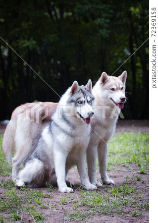 Red and gray husky dogs together, couple Red and gray husky dogs together, couple 72369158