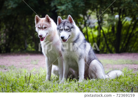 Red and gray husky dogs sit on the grass Red and gray husky dogs sit on the grass 72369159
