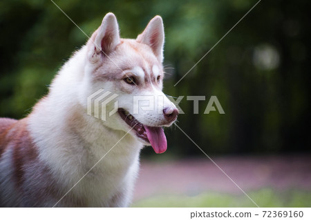 Red husky dog in the park Red husky dog in the park 72369160