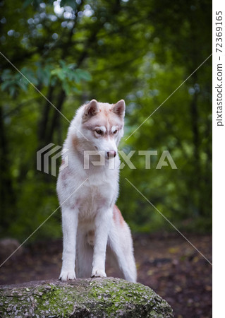Beautiful red-haired husky dog paws on a stone Beautiful red-haired husky dog paws on a stone 72369165