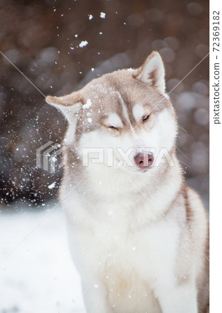Husky dog funny shakes off the snow Husky dog funny shakes off the snow 72369182
