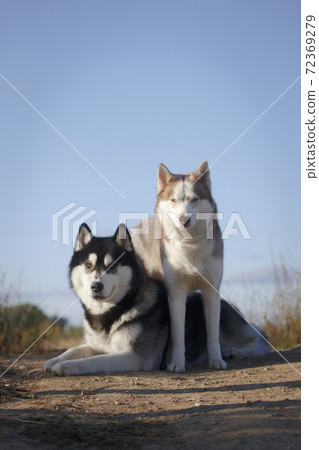 Husky dog couple together in a tender pose Husky dog couple together in a tender pose 72369279