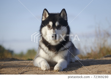 Portrait of a laying husky dog in his best Portrait of a laying husky dog in his best 72369280