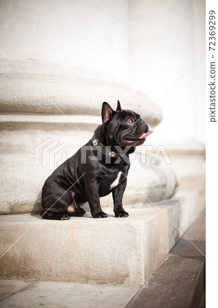 Black French Bulldog sits under a large column 72369299