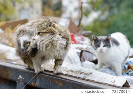 stray cats search for food in a dumpster 72370014