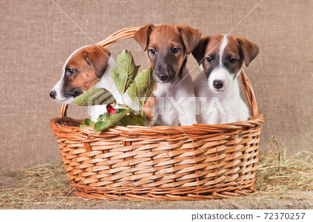 Three fox terrier puppies sitting in a basket on a burlap with a branch of viburnum 72370257