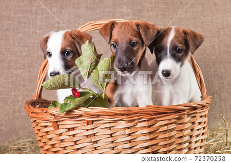 Three fox terrier puppies sitting in a basket on a burlap with a branch of viburnum Three fox terrier puppies sitting in a basket on a burlap with a branch of viburnum 72370258