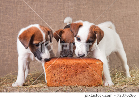Three Fox Terrier Puppies Sniffing Rye Bread 72370260