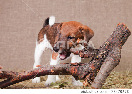 A fox terrier puppy stands on a hay and nibbles a snag A fox terrier puppy stands on a hay and nibbles a snag 72370278