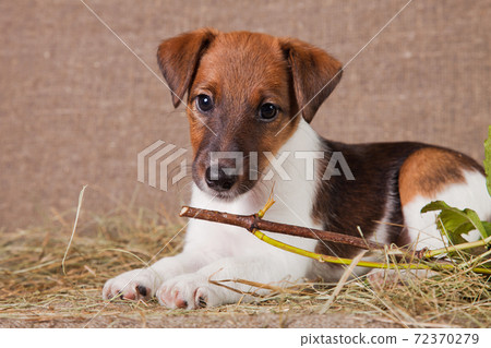 Fox Terrier puppy on burlap and hay with viburnum branch 72370279