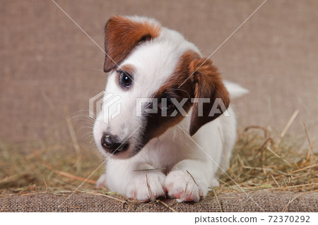 Fox Terrier puppy lies on the hay 72370292