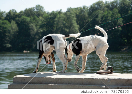 Two Fox Terrier dogs stand on a parapet by the river and look down into the water. 72370305