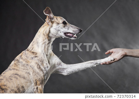 Whippet dog on a gray background gives a paw to a person 72370314