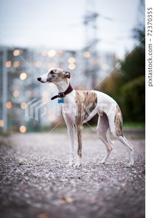 Whippet dog stands in the evening in a city park 72370355