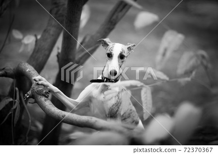 Whippet dog among tree branches Whippet dog among tree branches 72370367