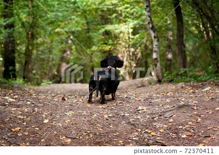 Dreamy lonely lost little black dachshund dog looks into the distance Dreamy lonely lost little black dachshund dog looks into the distance 72370411