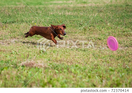 Red-haired dachshund plays a plate of frisbee Red-haired dachshund plays a plate of frisbee 72370414