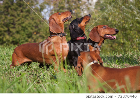 Three dachshund dogs look up 72370440