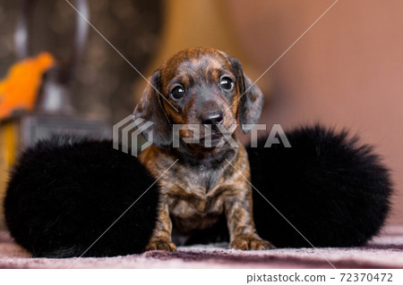 Little dachshund puppy in a black collar 72370472