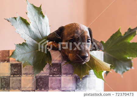Dachshund pup in a checkered basket with maple leaves 72370473