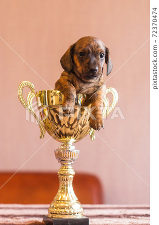 Tiny dachshund winner pup in a huge prize cup 72370474