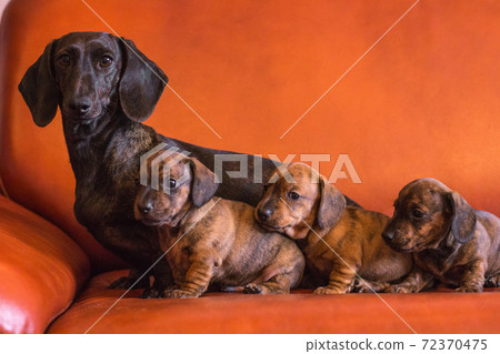 Dachshund dog family on orange couch 72370475