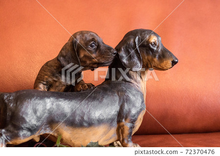 Twin dachshunds, live puppy and a doxie figurine Twin dachshunds, live puppy and a doxie figurine 72370476